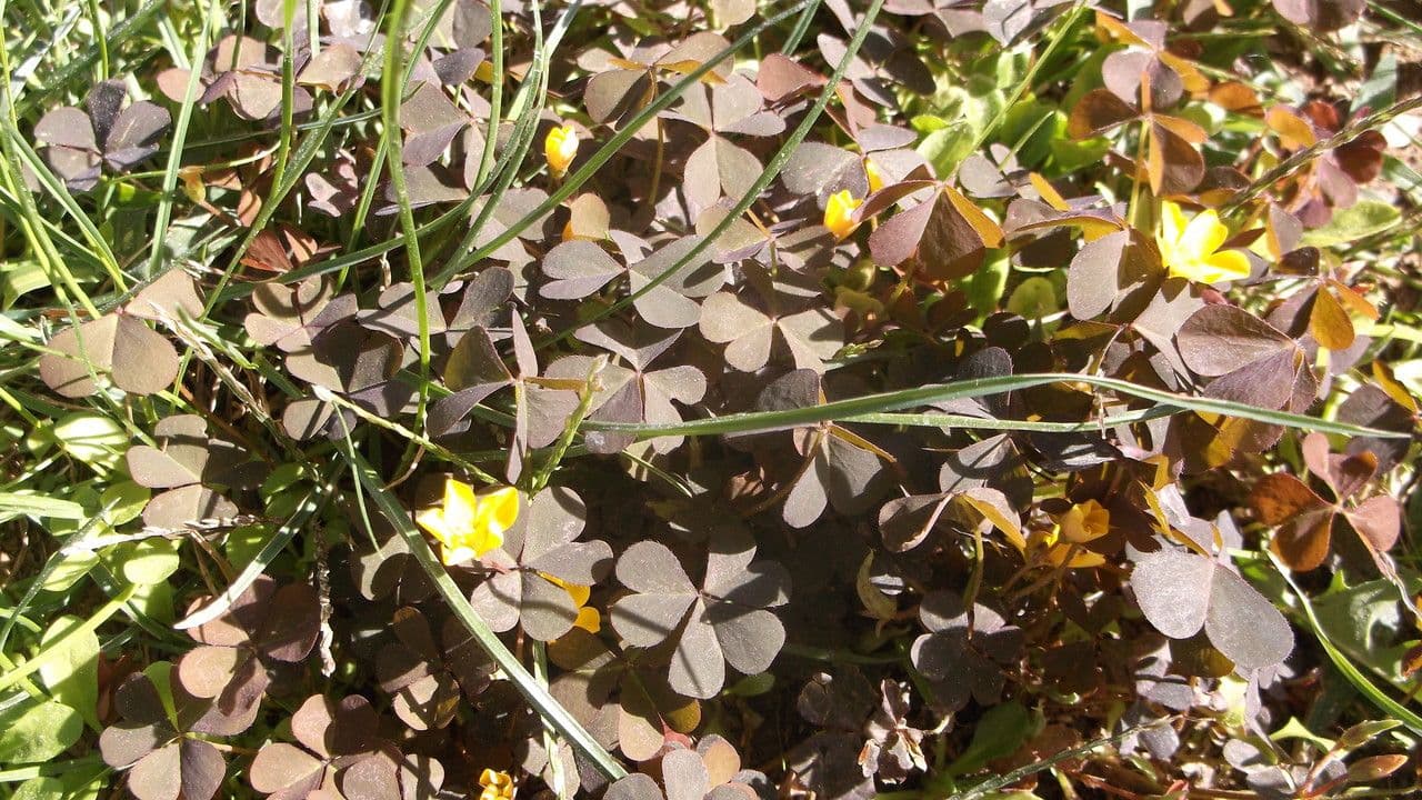 Oxalis pourpre 9