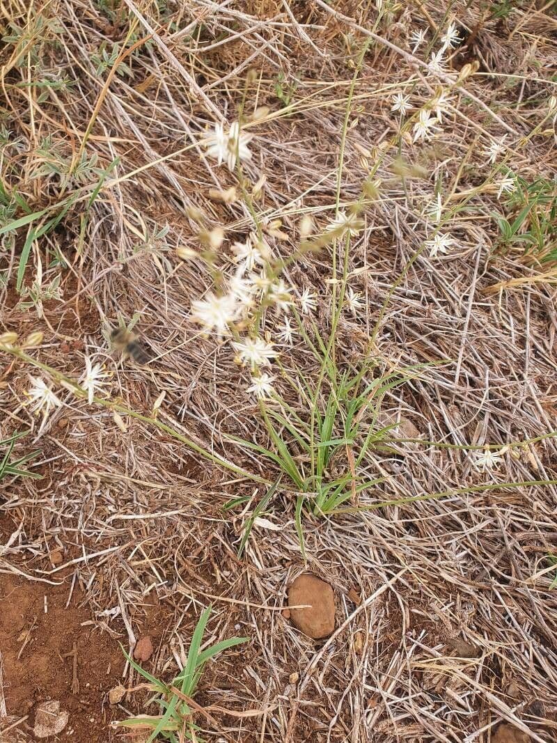 Trachyandra saltii 12