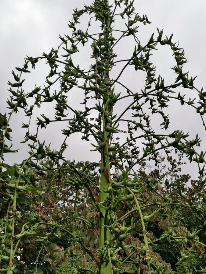 Furcraea di Parmentier 2