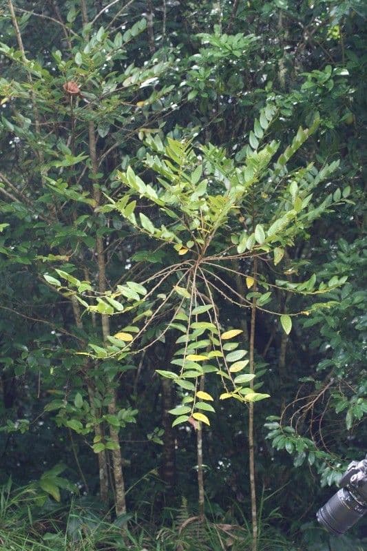 Phyllanthus phillyreifolius 11