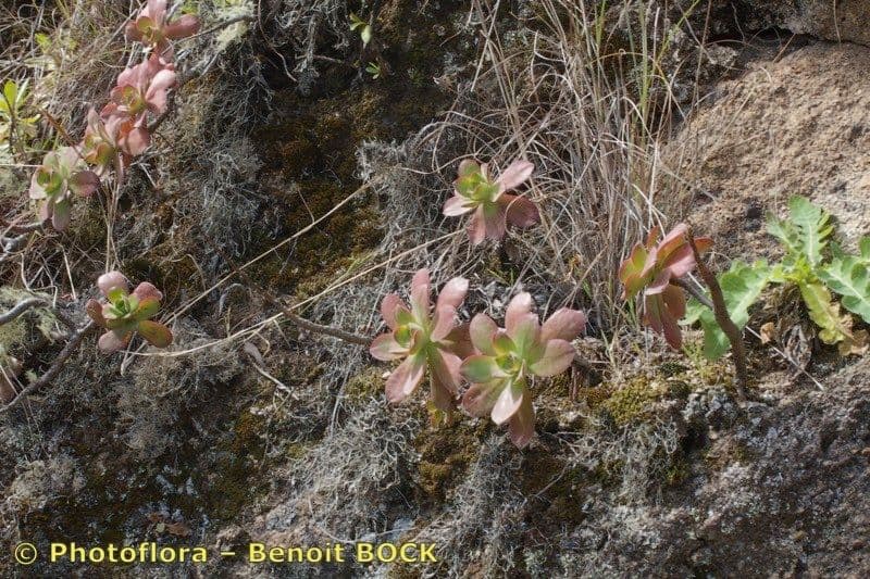 Aeonium 4