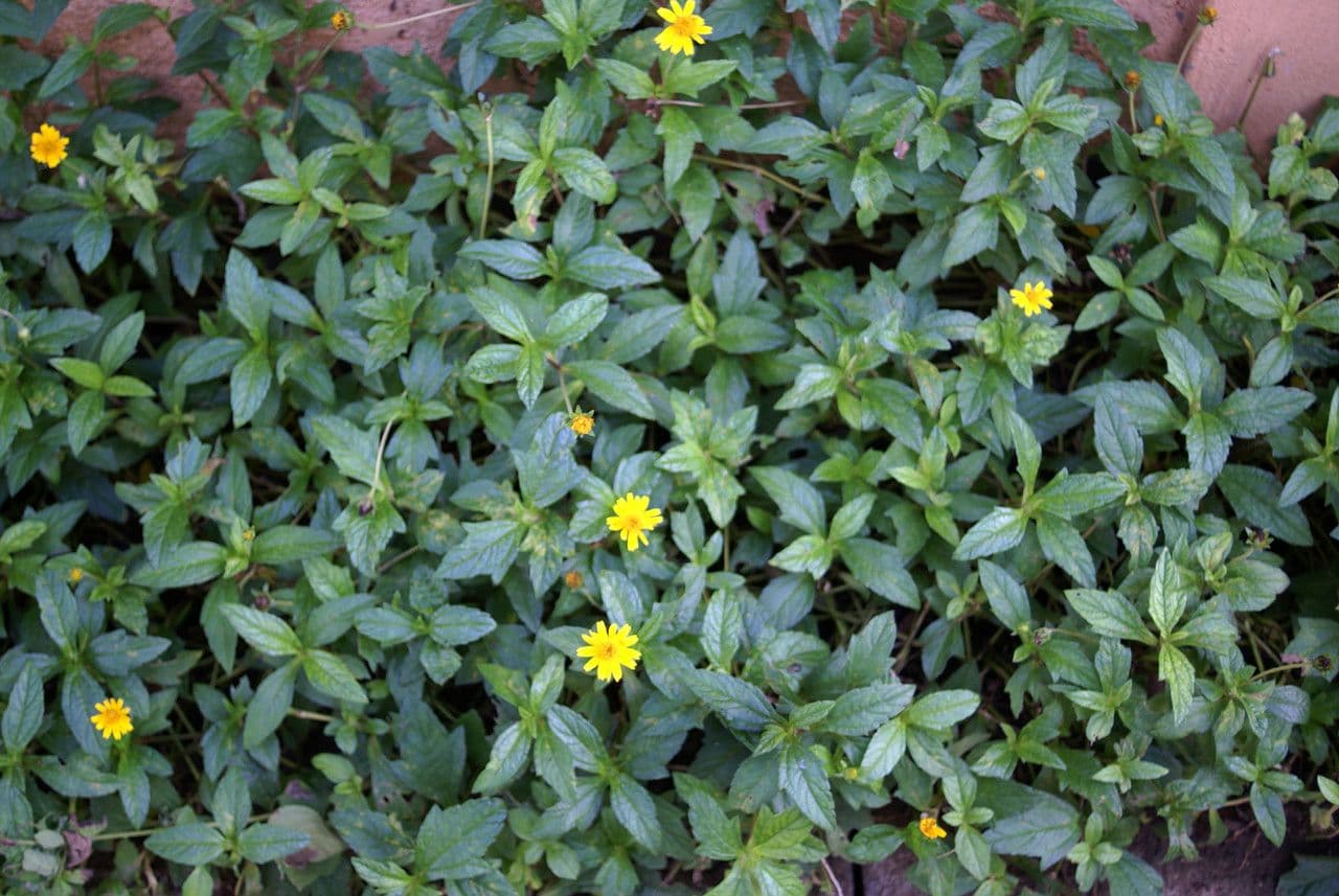 Goldsternchen 9
