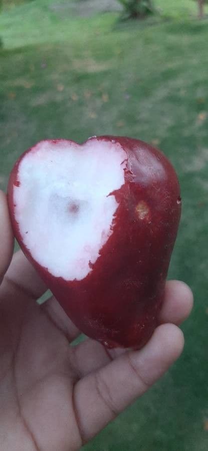 Syzygium malaccense 5