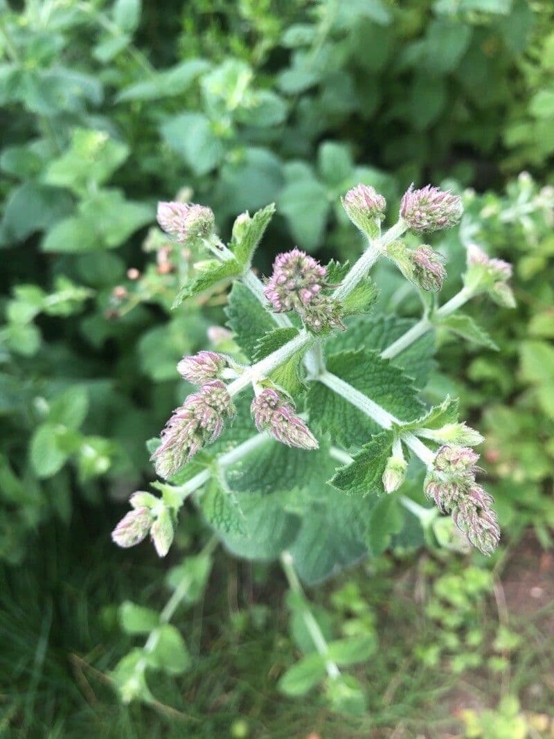 Menta villosa 4