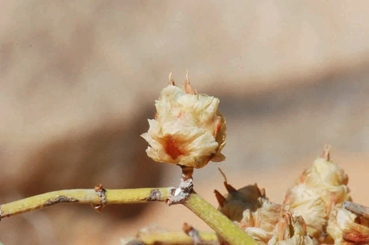 Efedra 4