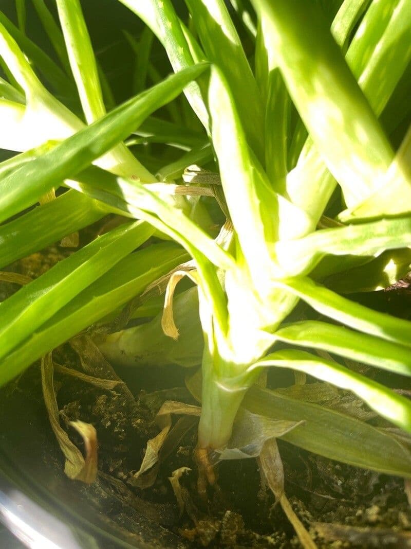 Echte Aloe 17