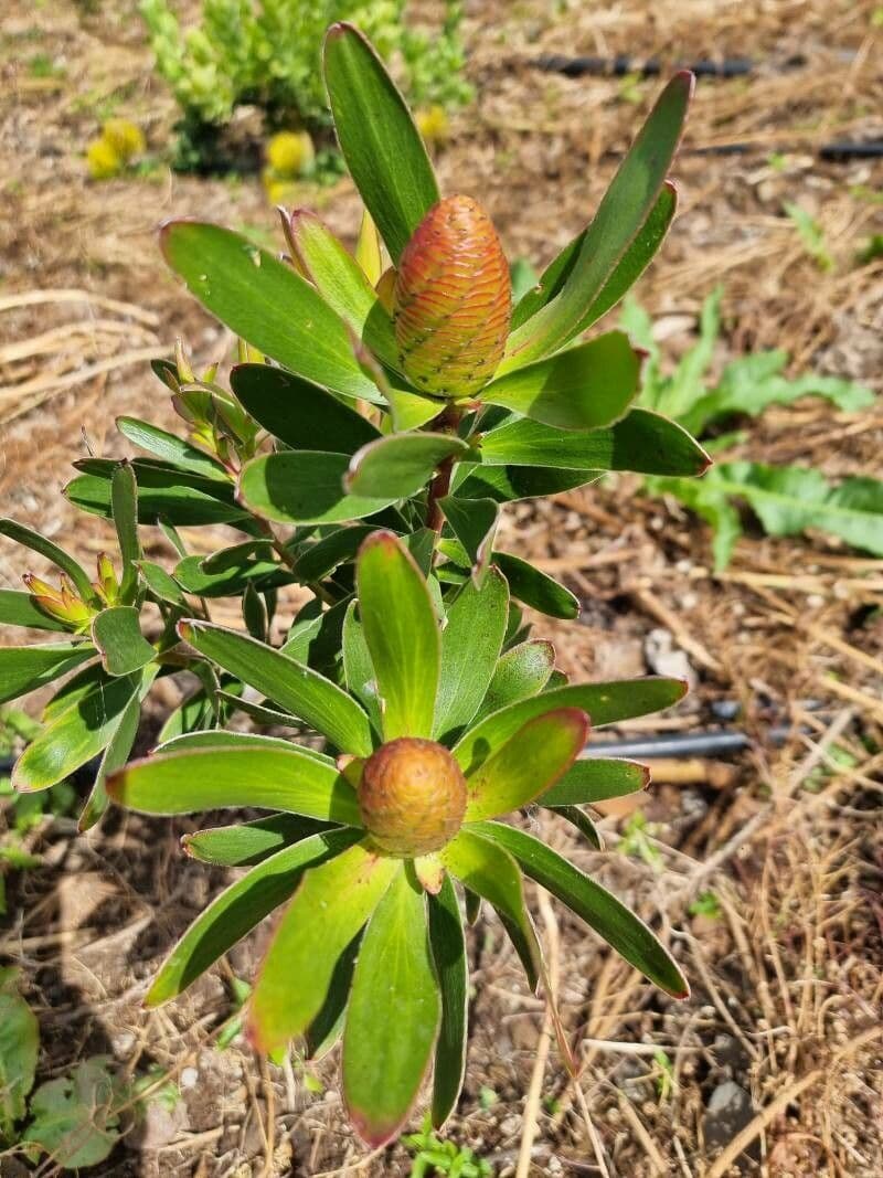 Leucadendron 12