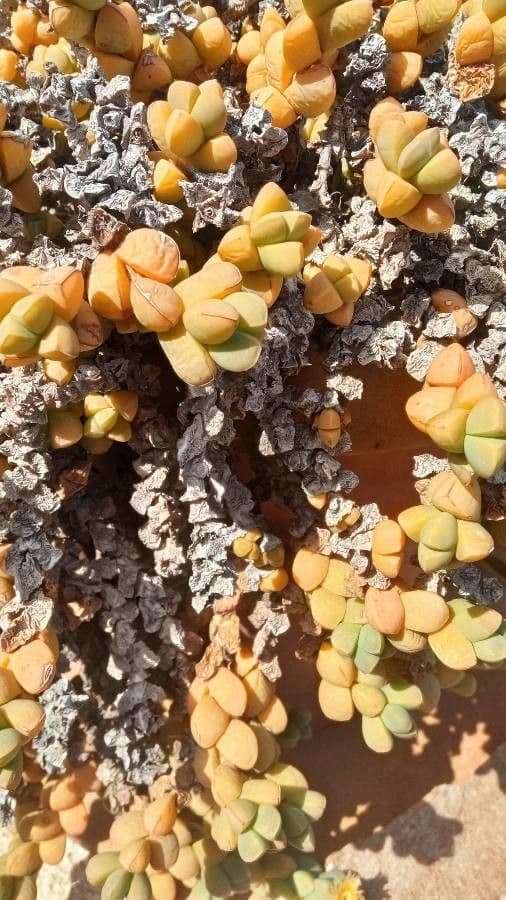 Corpuscularia 15