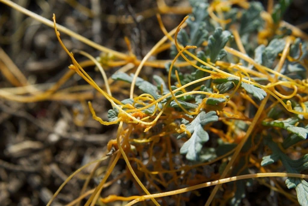 Cuscuta indecora 4