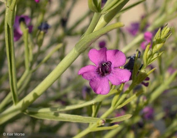 Penstemon 2