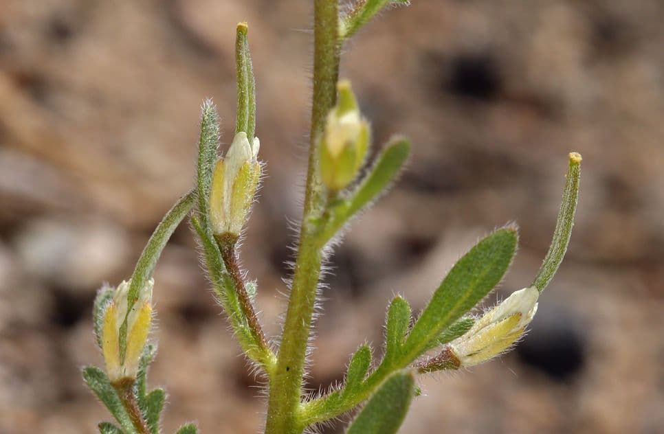 Tropidocarpum 11