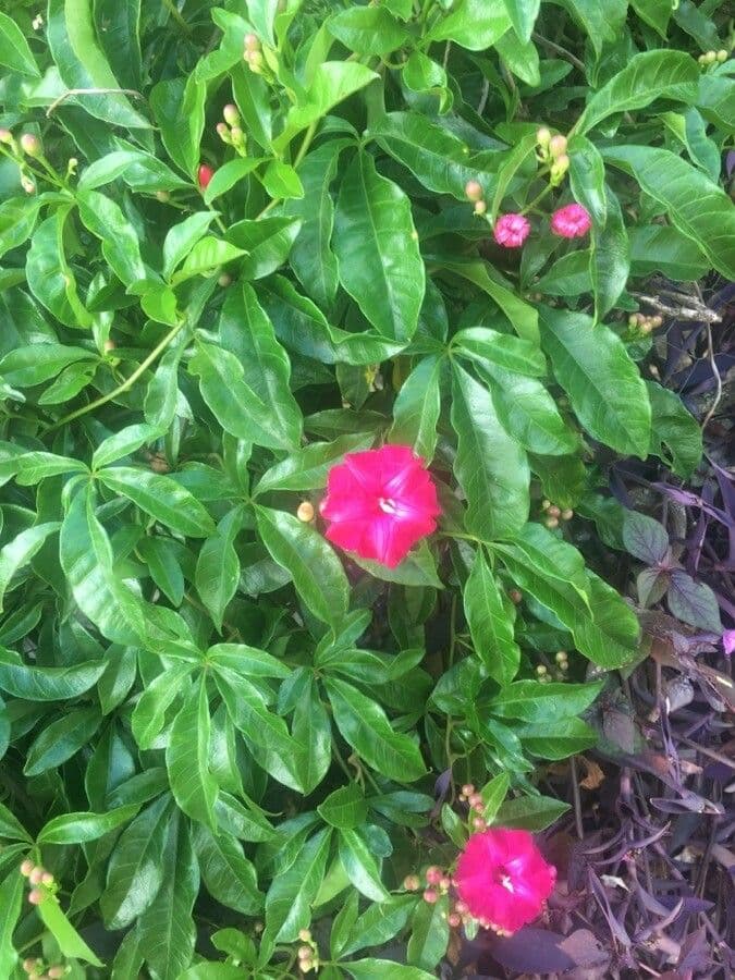 Ipomoea horsfalliae 5