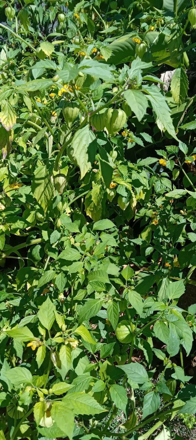 Tomatillo 14