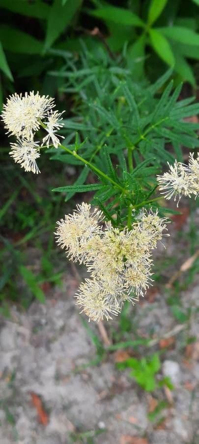 Thalictrum lucidum 5