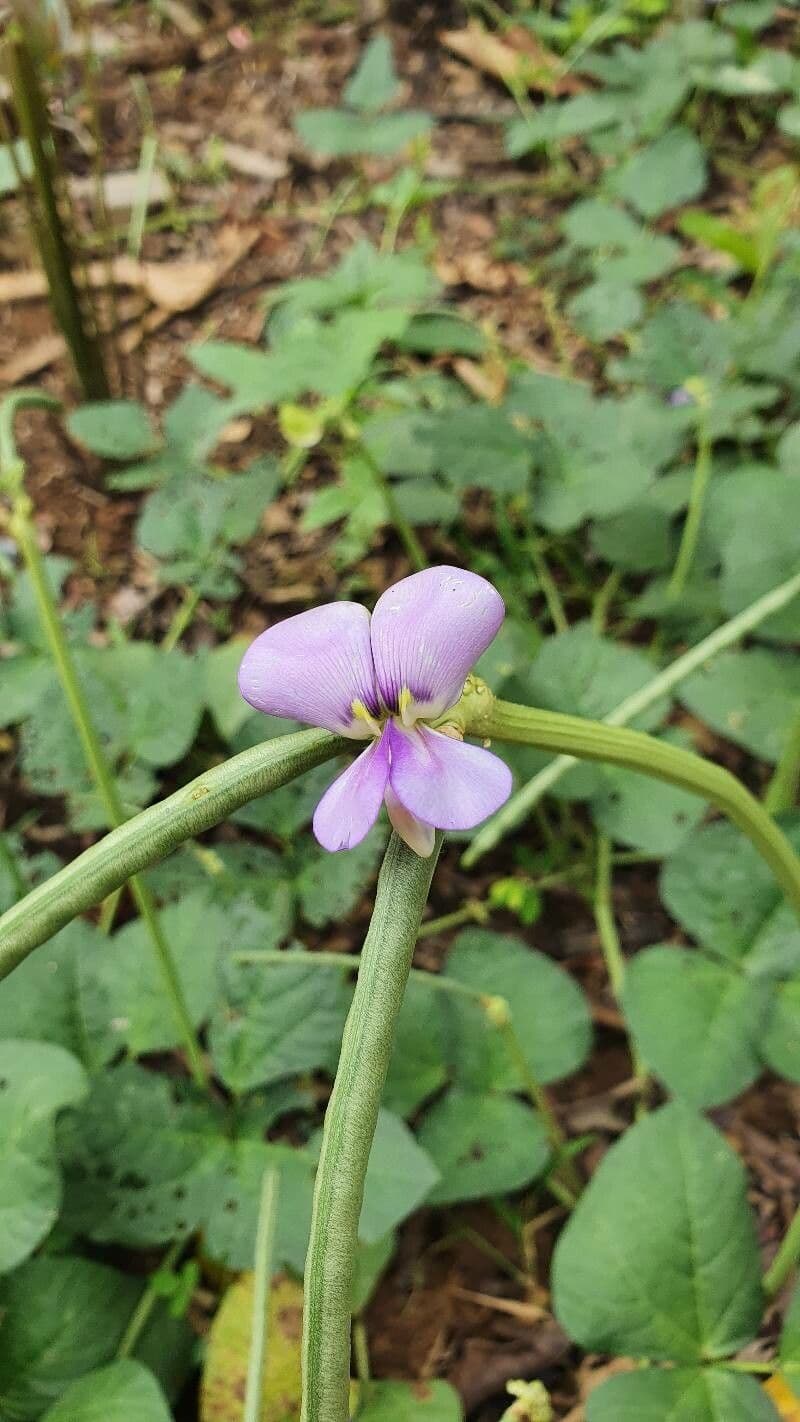 Vigna frutescens 9