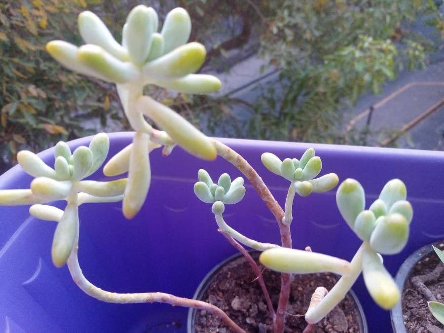 Sedum 3