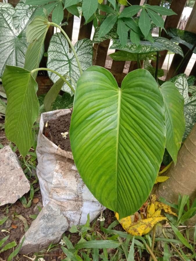 Philodendron 5
