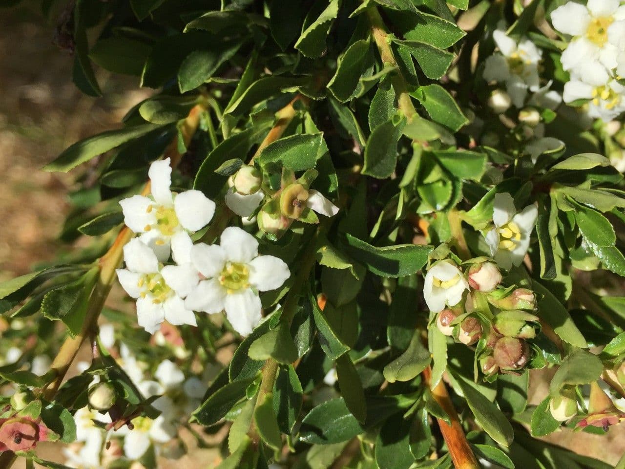 Escallonia 12
