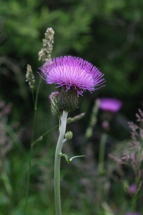 Cardo eterofillo 10