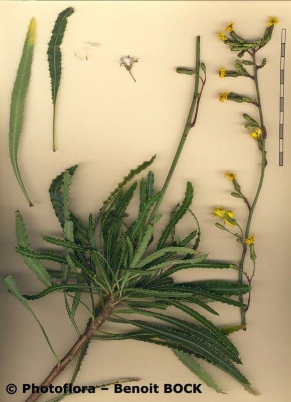 Launaea 13