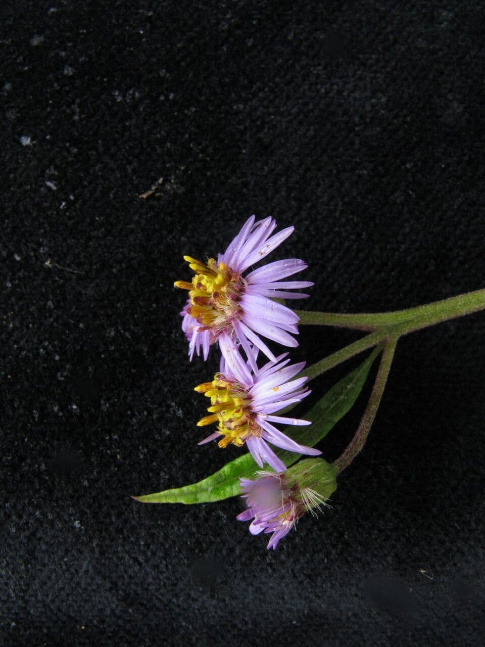 Aster 5