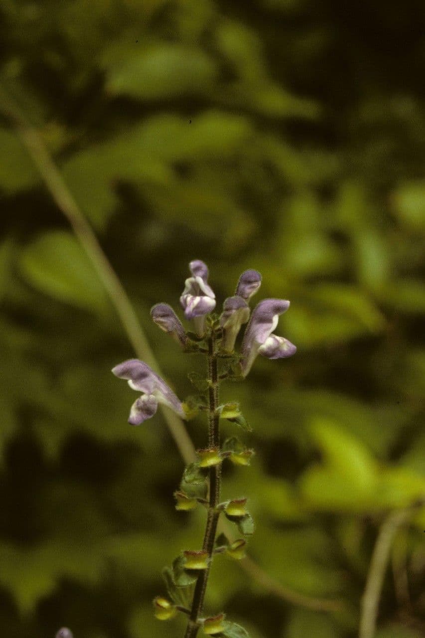 Scutellaria 9
