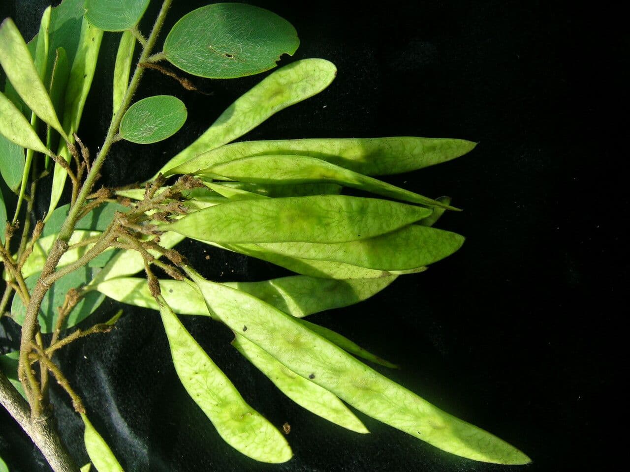 Dalbergia 4