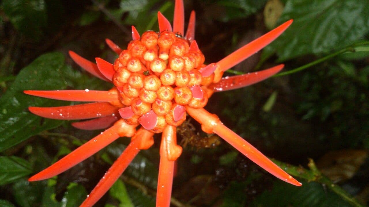 Erythrina garbatá 10