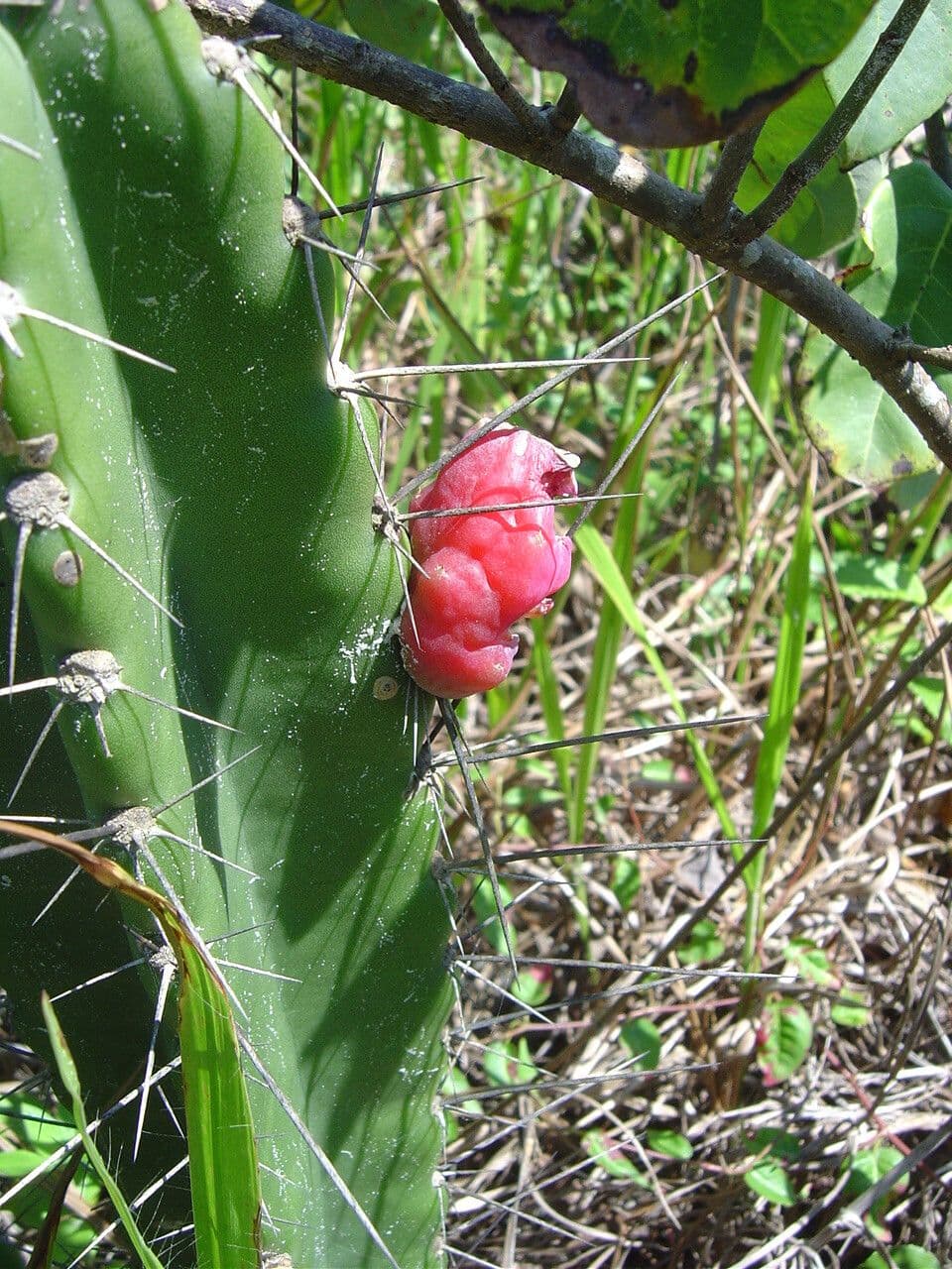 Cereus 7