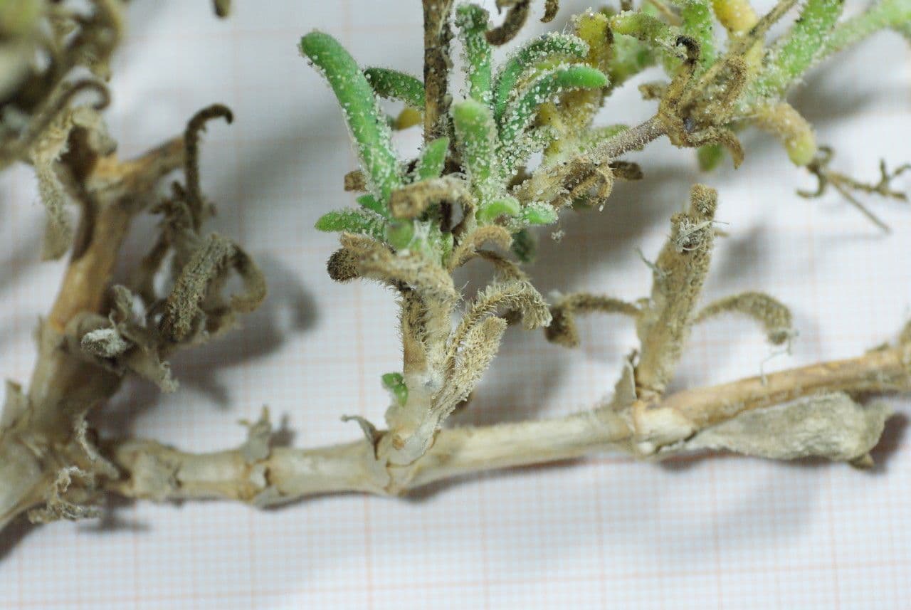 Silene 12