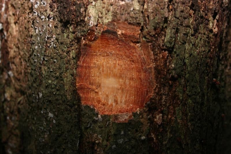 Protium sagotianum 13