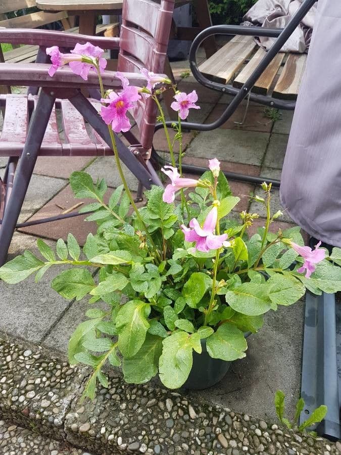 Fiore trombetta cinese 9