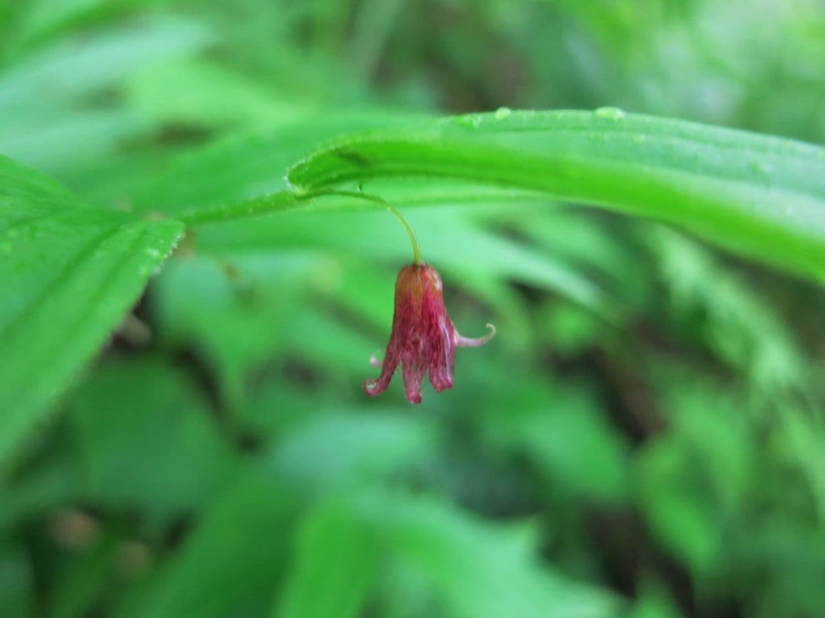 Streptopus lanceolatus 9