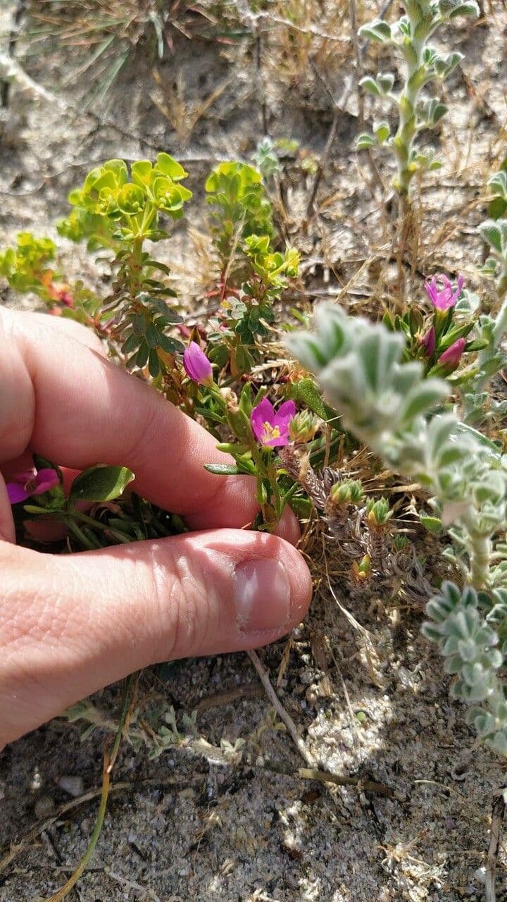 Centaurium 3