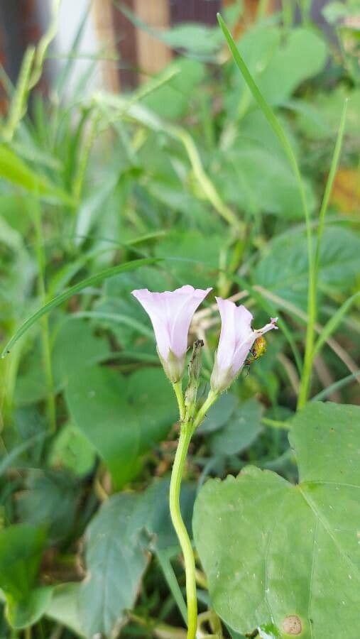Ipomoea grandifolia 2