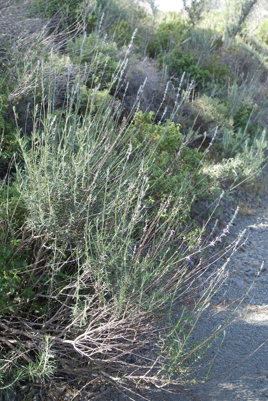 Teucrium 7