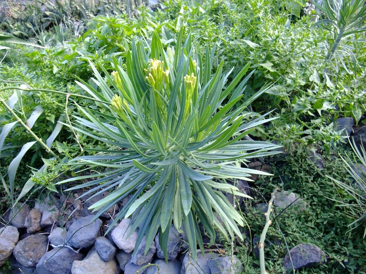 Kleinia 11