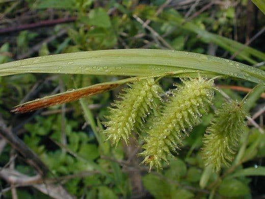 Igel-Segge 10