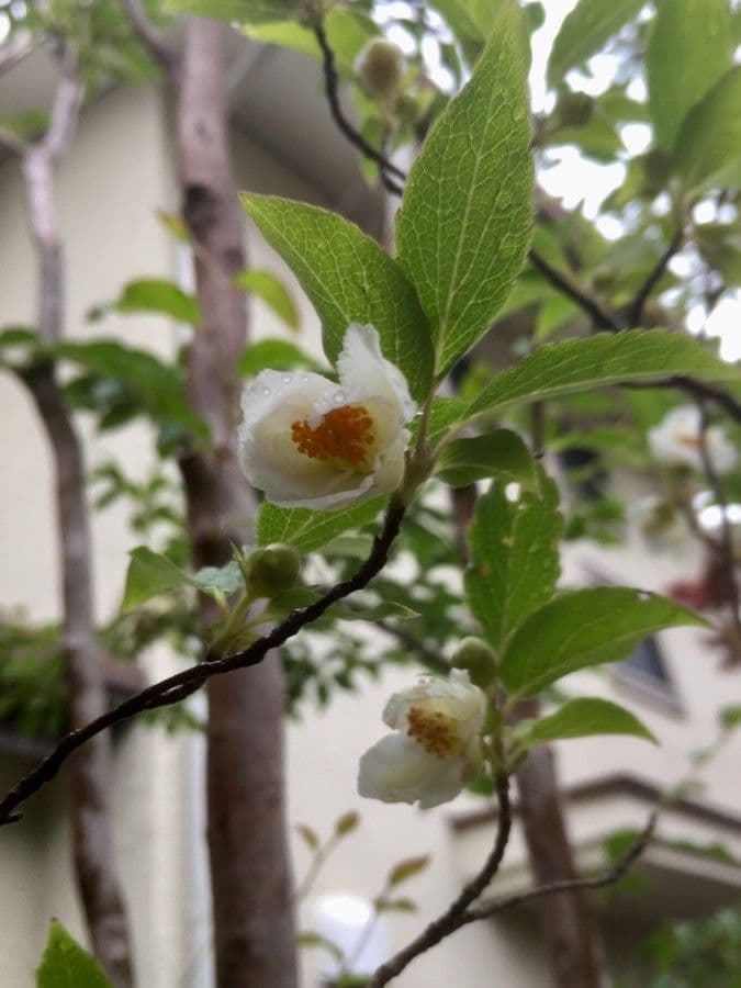 Stewartia monadelpha 6