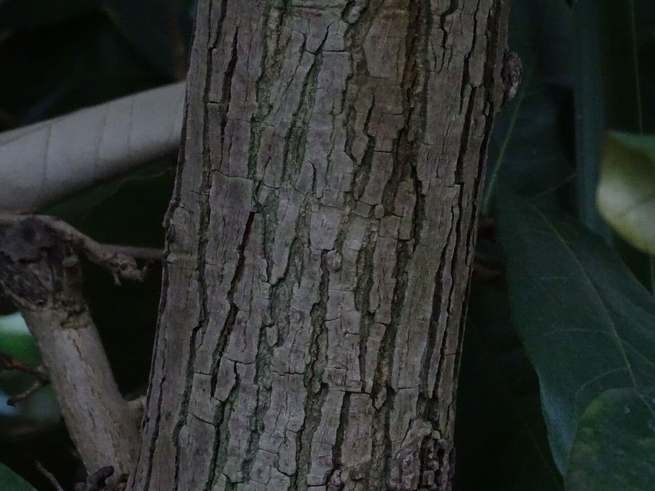 Heritiera 13