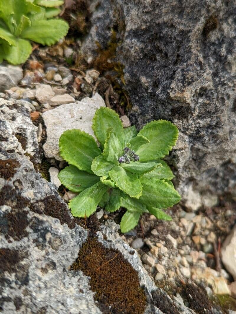 Primula 6