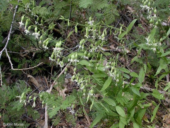 Silene 6