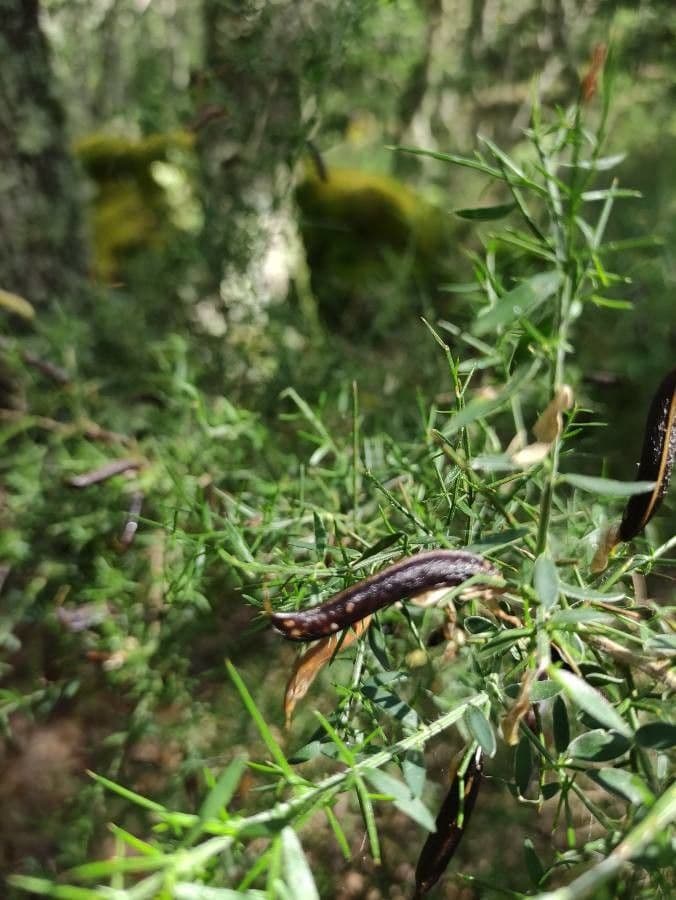 Genista falcata