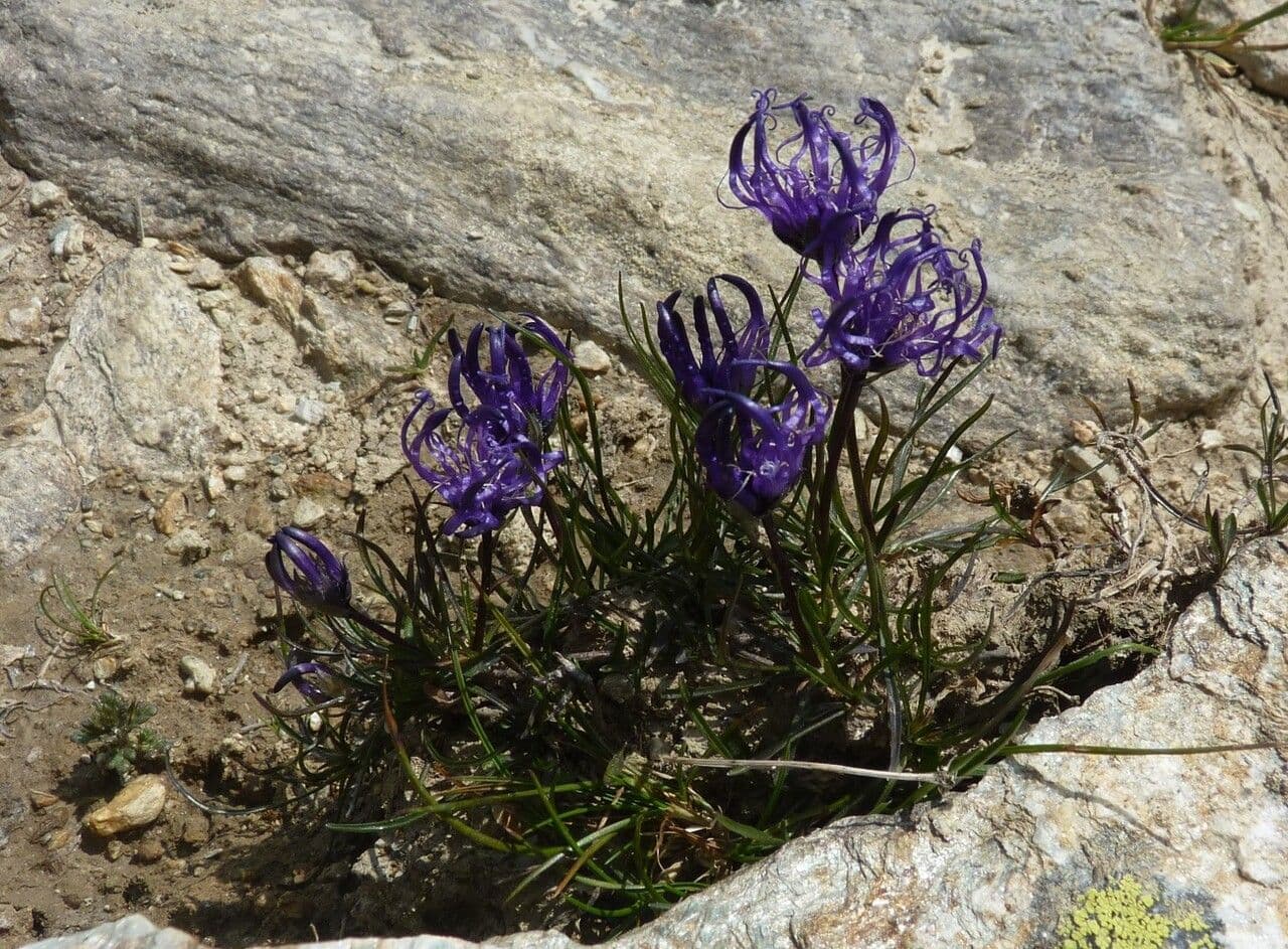 Raponzolo emisferico 6
