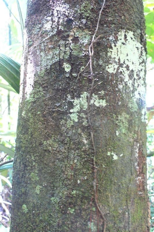 Pouteria