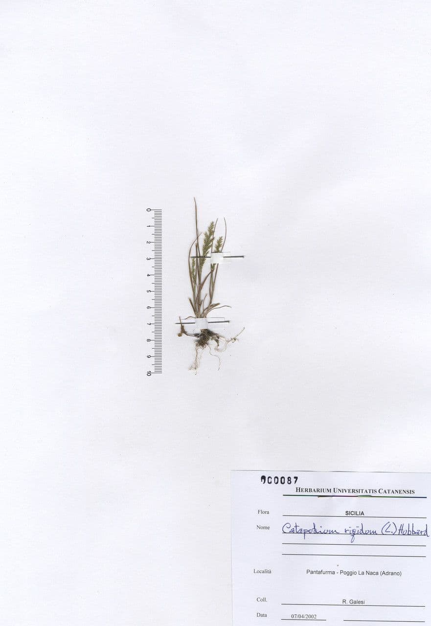 Catapodio rigido 24