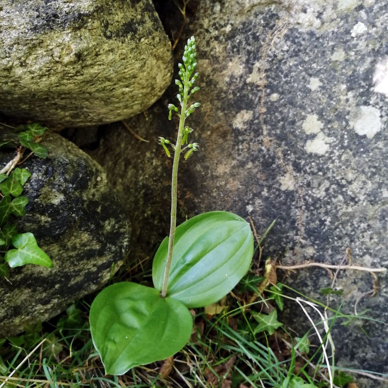 Listera maggiore 19