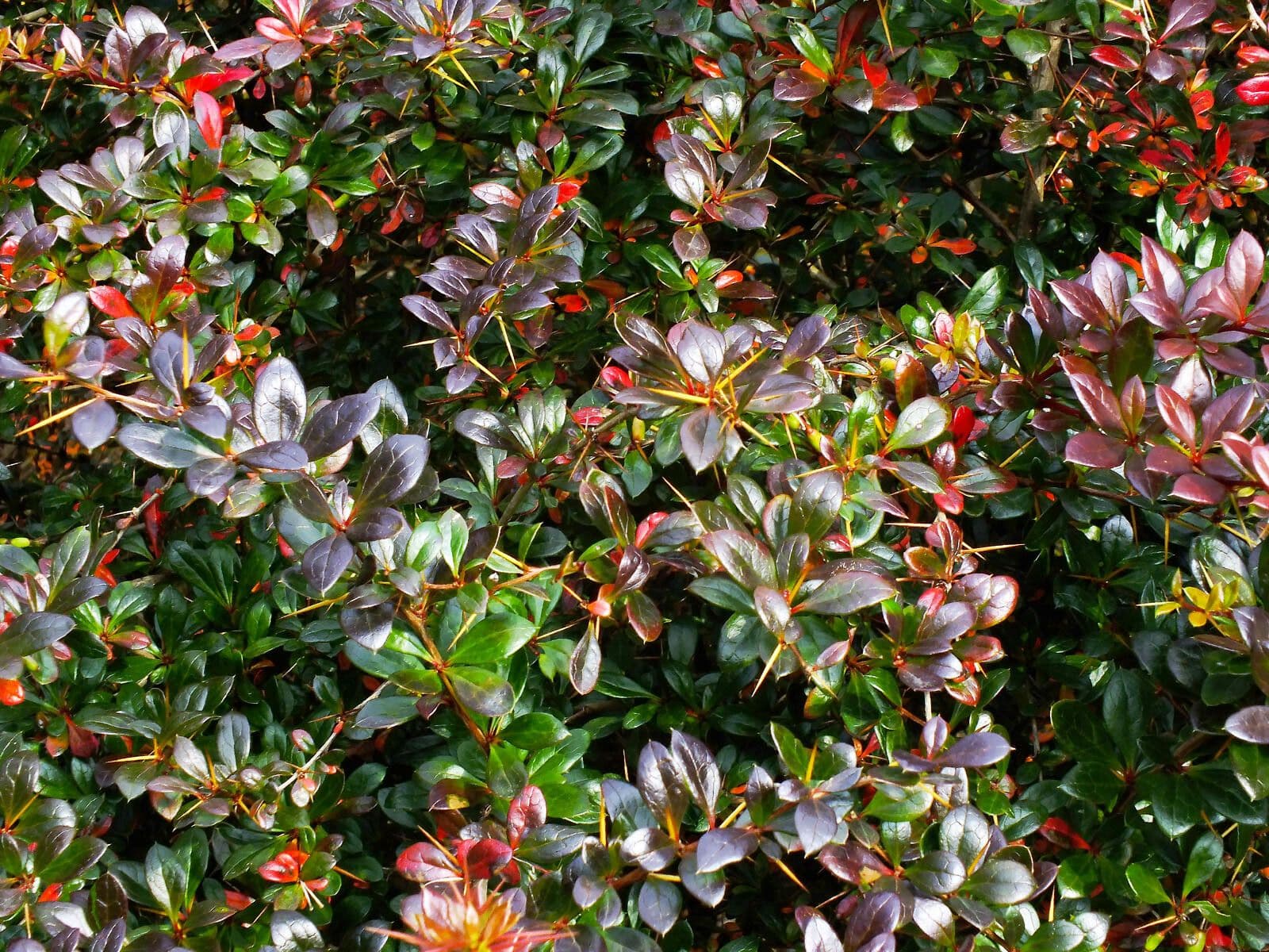 Berberys amurski 6