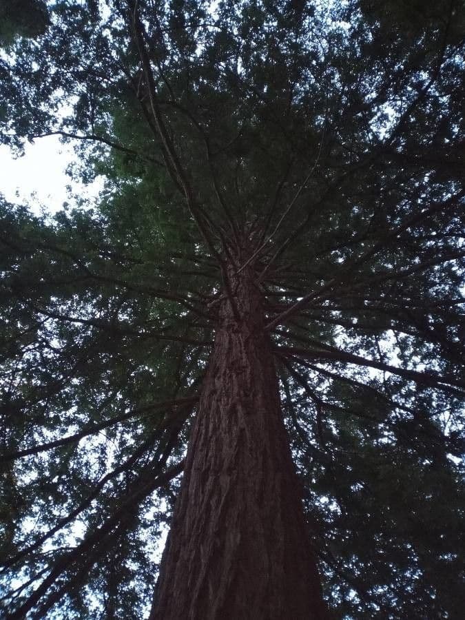 Sequoia sempreverde 9
