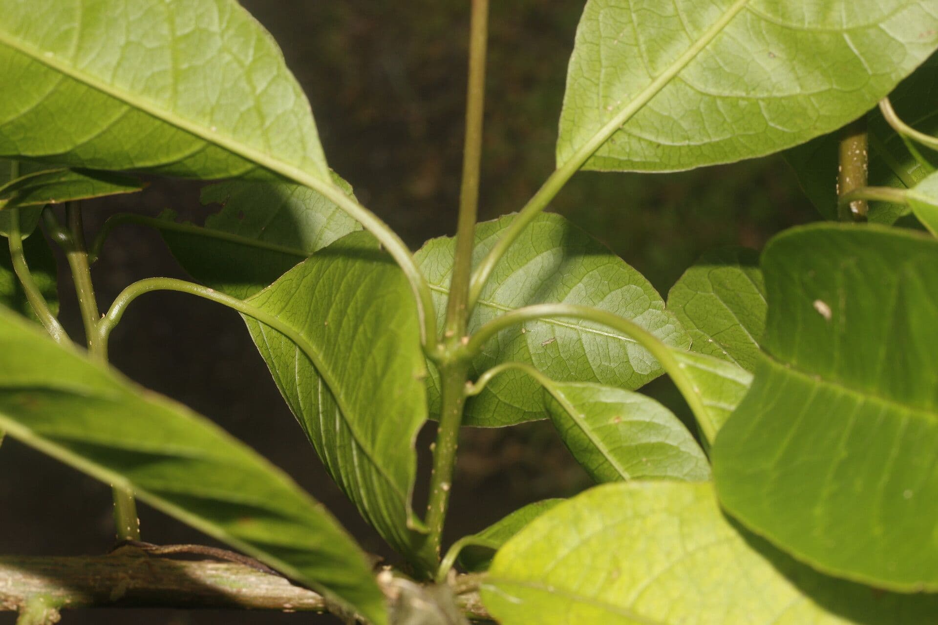 Pleuropetalum 9